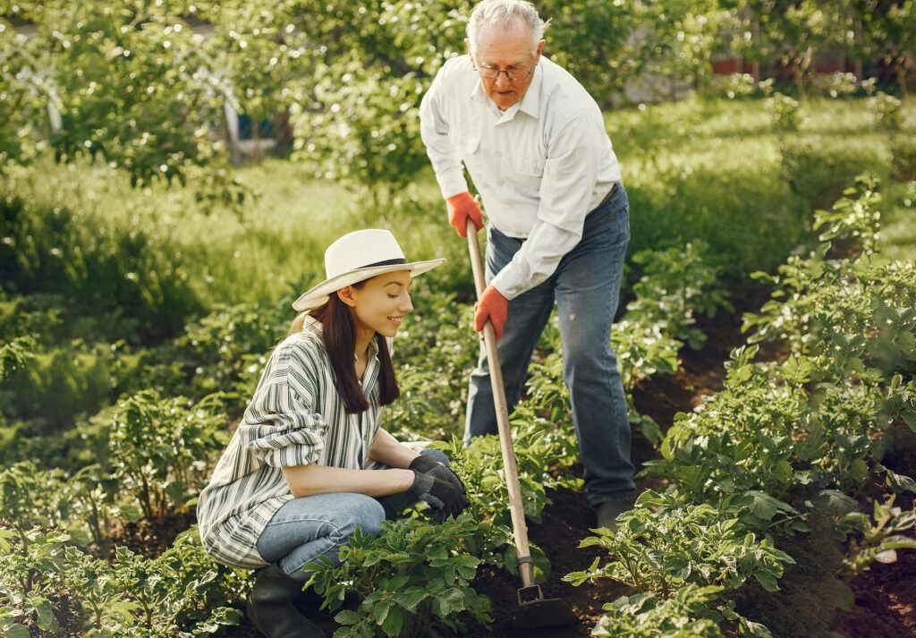 Дачники копают грядки. Владельцы приусадебных участков.