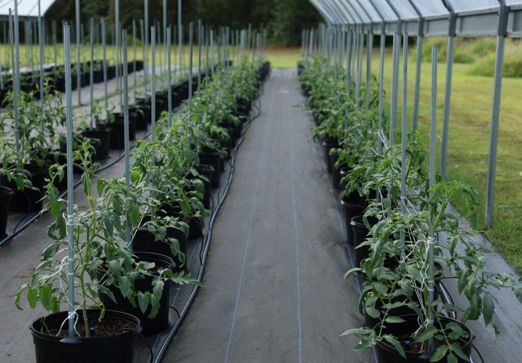 Теплица с растениями в горшках орошаемые капельным поливом